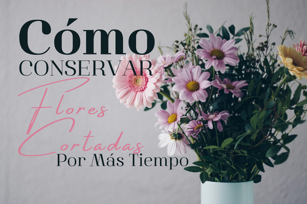 Cómo Conservar Flores Cortadas por Más Tiempo