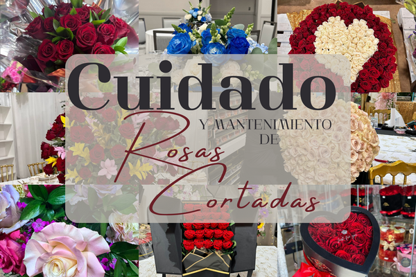 Cuidado y Mantenimiento de Rosas Cortadas