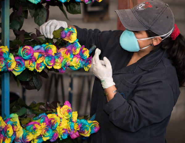Curso de Flores Tinturadas