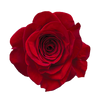 Freedom Red Rose I $ 39.99 * Bunch: 25 roses