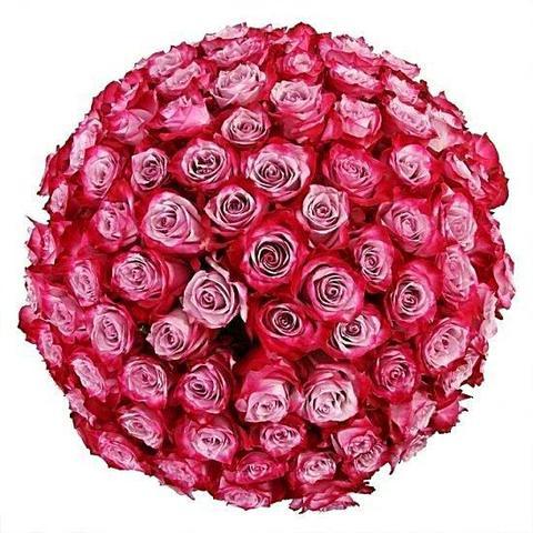 Lavender Dream - Excellent Florists