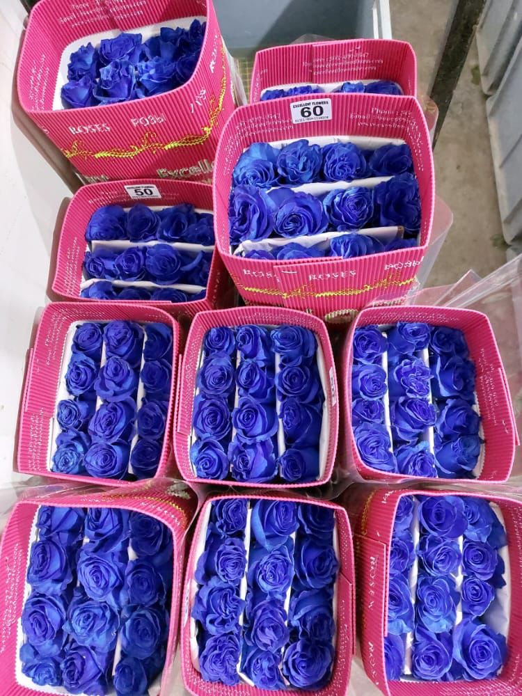 Blue Tinted Roses