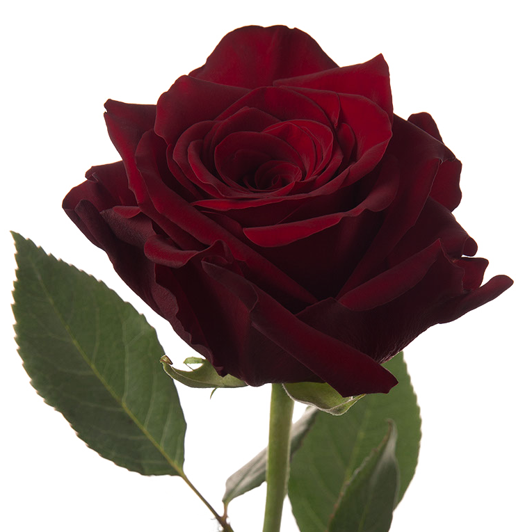 Explorer Red Rose I $ 39.99 * Bunch: 25 roses