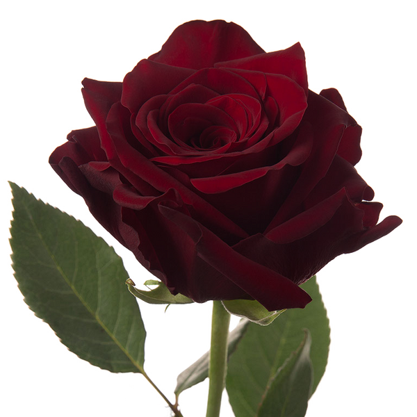 Explorer Red Rose I $ 39.99 * Bunch: 25 roses