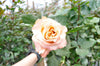 Pink Mondial Rose I $ 24.99 * Bunch: 25 roses