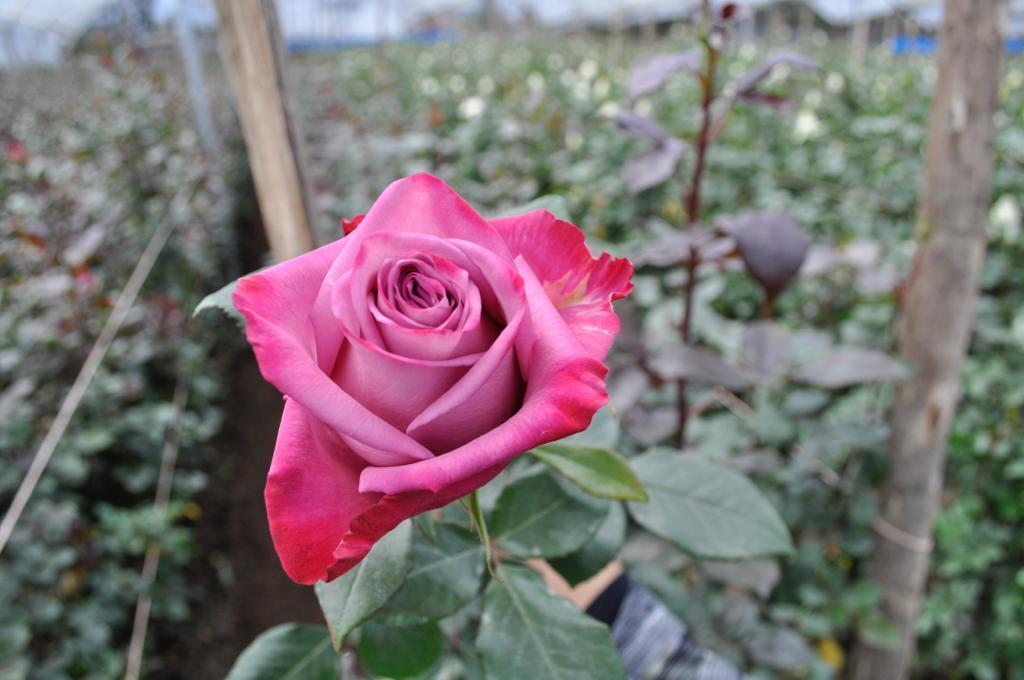 Deep purple roses