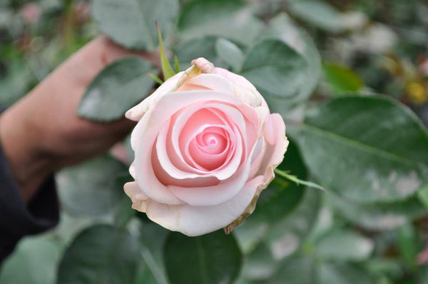 Novia ecuadorian roses