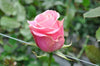 roses miami