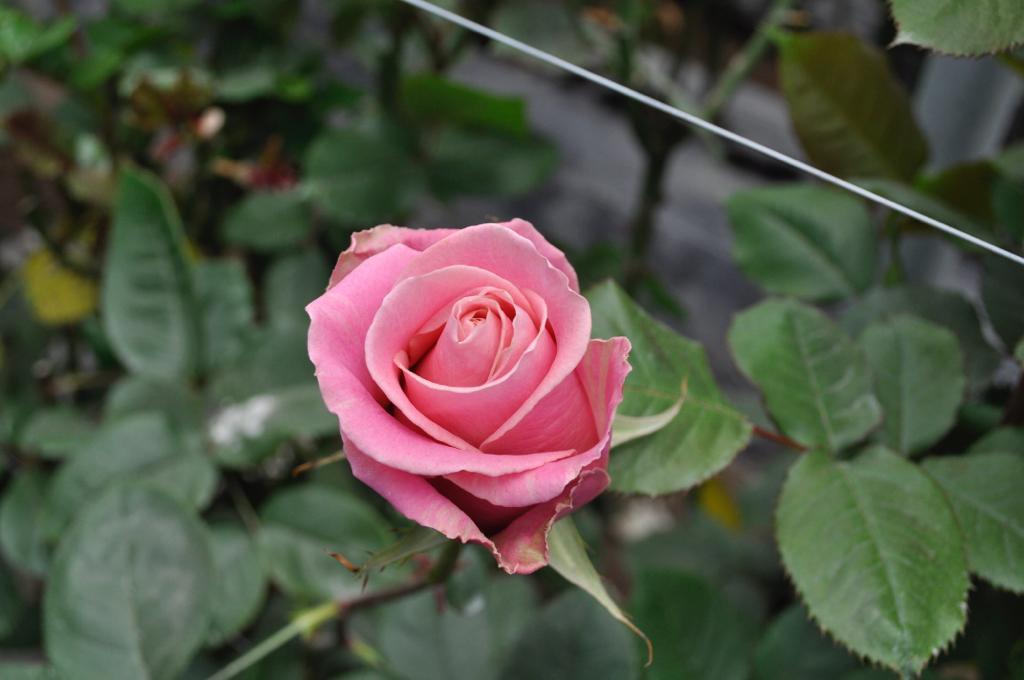roses miami