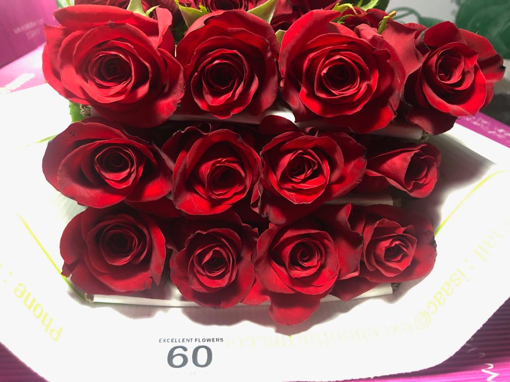 freedom roses miami