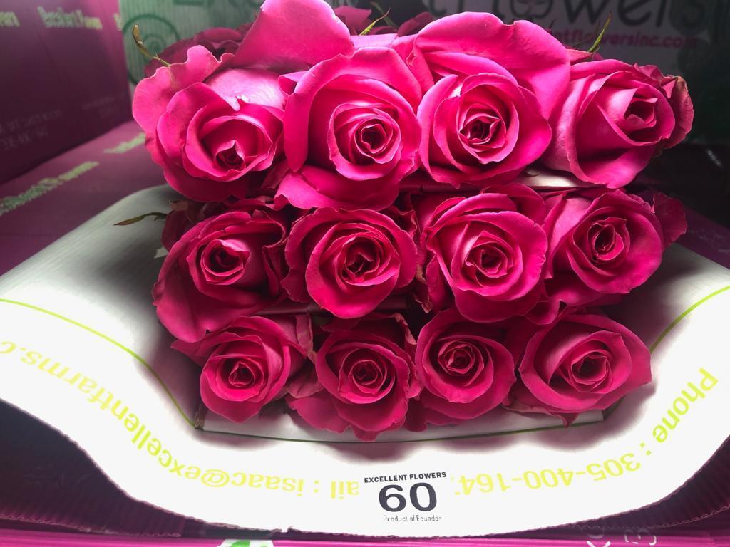 pink roses