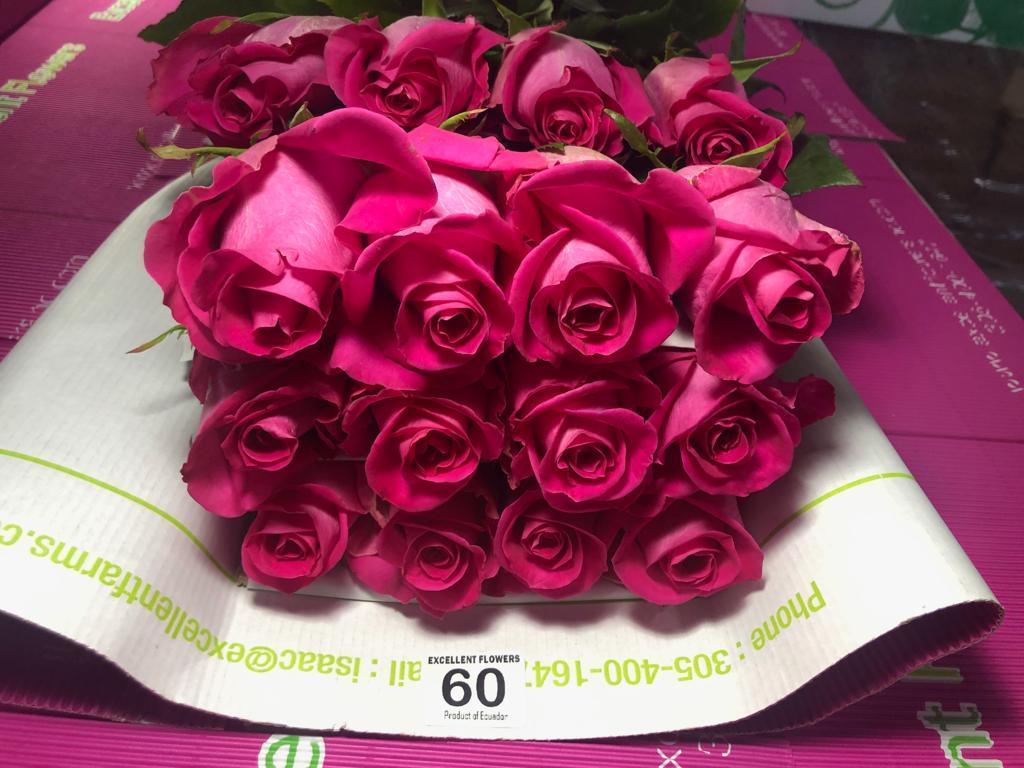 Pink floyd rose