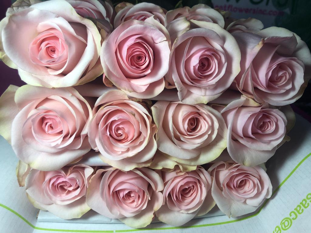 pink roses