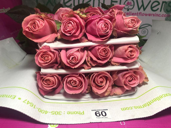 hermosa rose miami