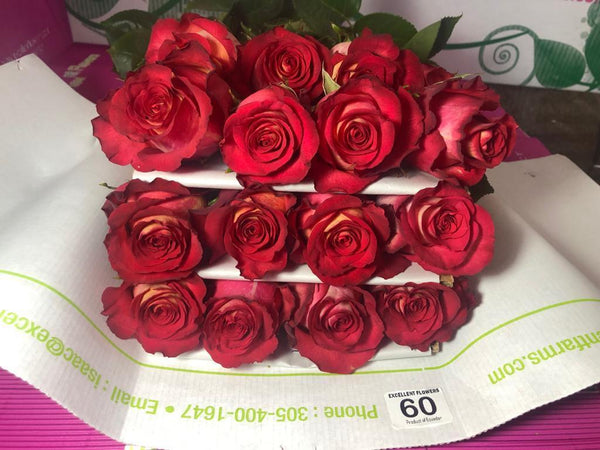Iguazu roses miami