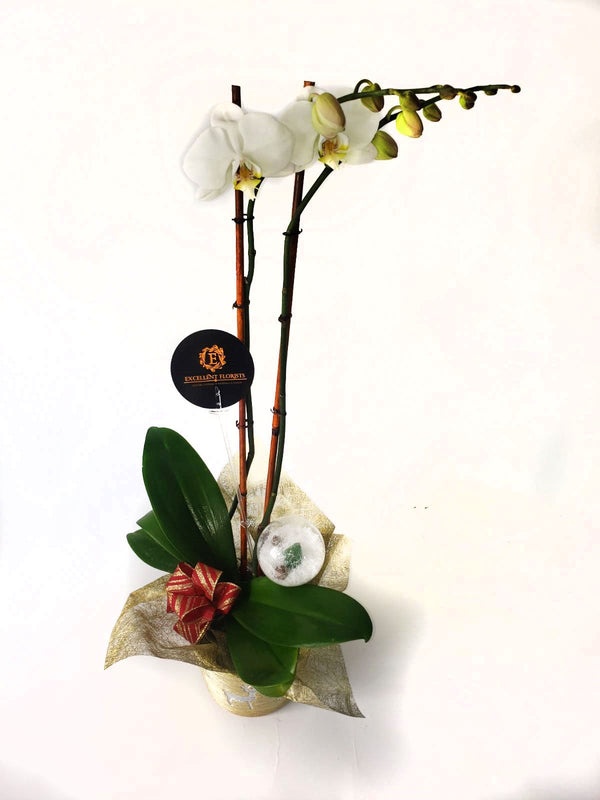 White Orchids on a wonderful vase