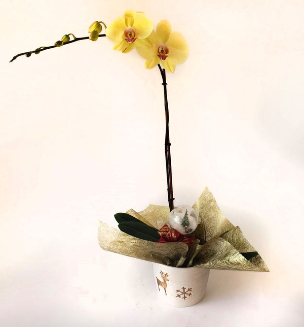 Yellow Orchids on a wonderful vase