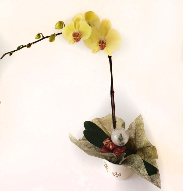 Yellow Orchids on a wonderful vase