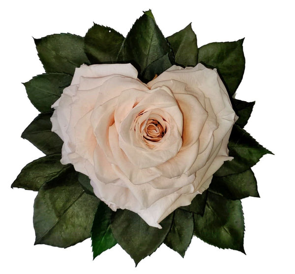 Light Pink Heart shape preserved rose