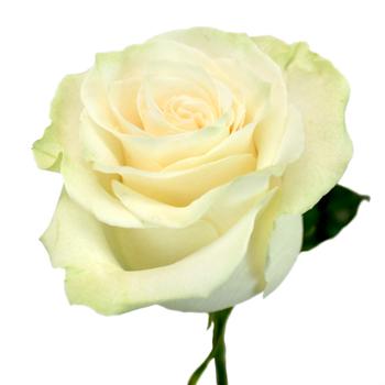 Mondial Rose I $ 24.99 * Bunch: 25 roses