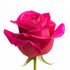 Pink Floyd Rose I $ 24.99 * Bunch: 25 roses