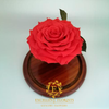 Preserved Jumbo Red Coral Rose in a Medium Dome 