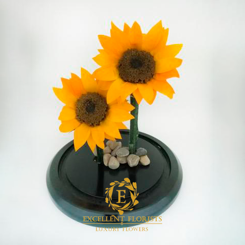 Two beautiful Preserved Large Sunflowers