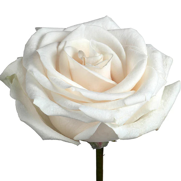 Vendela Rose I $ 24.99 * Bunch: 25 roses