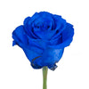 Blue Tinted Roses