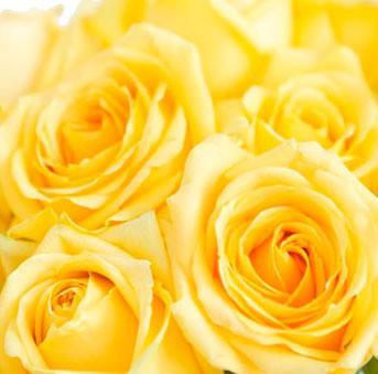 Hummer yellow rose