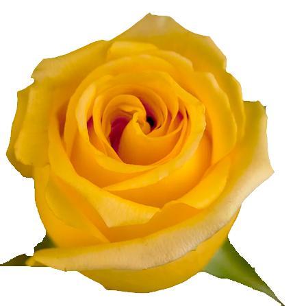 Hummer rose