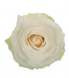Mondial rose