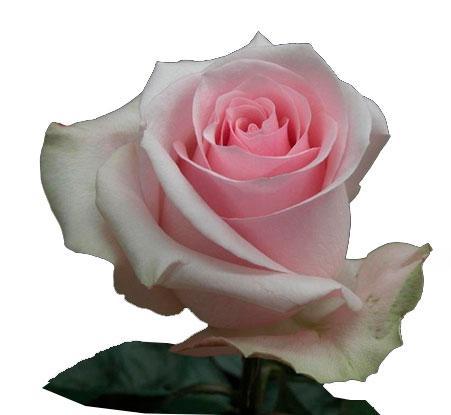 Novia roses