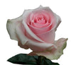 Novia roses