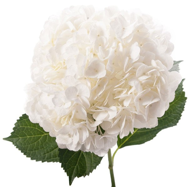 Hydrangea White