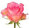 Sweet Unique roses