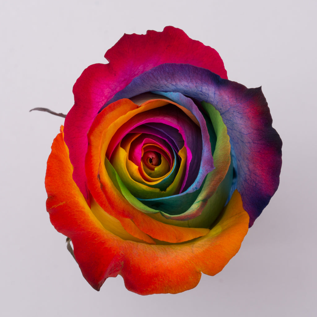Tinto Red Roses Tinted roses