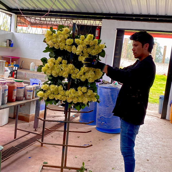 Curso de Flores Tinturadas por Absorción