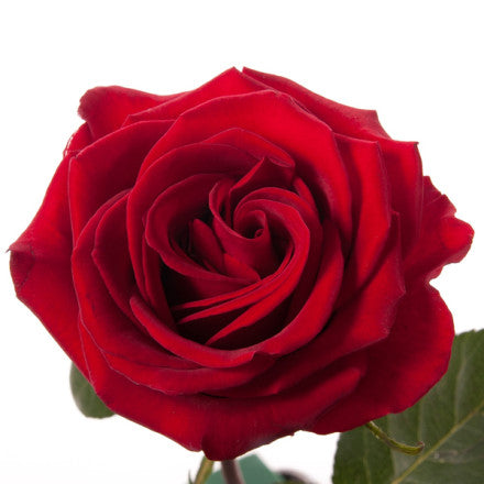 Explorer Red Rose I $ 39.99 * Bunch: 25 roses