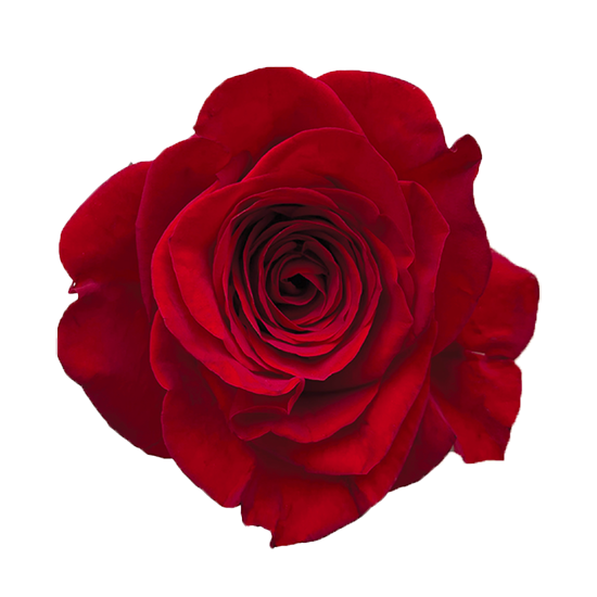 Freedom Red Rose I $ 39.99 * Bunch: 25 roses