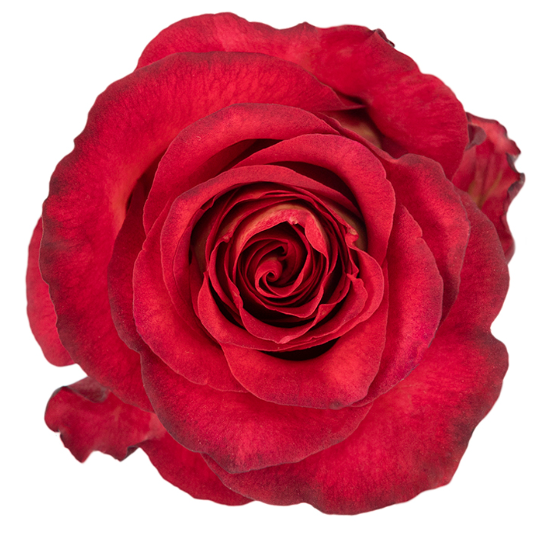 Iguazu Rose I $ 24.99 * Bunch: 25 roses