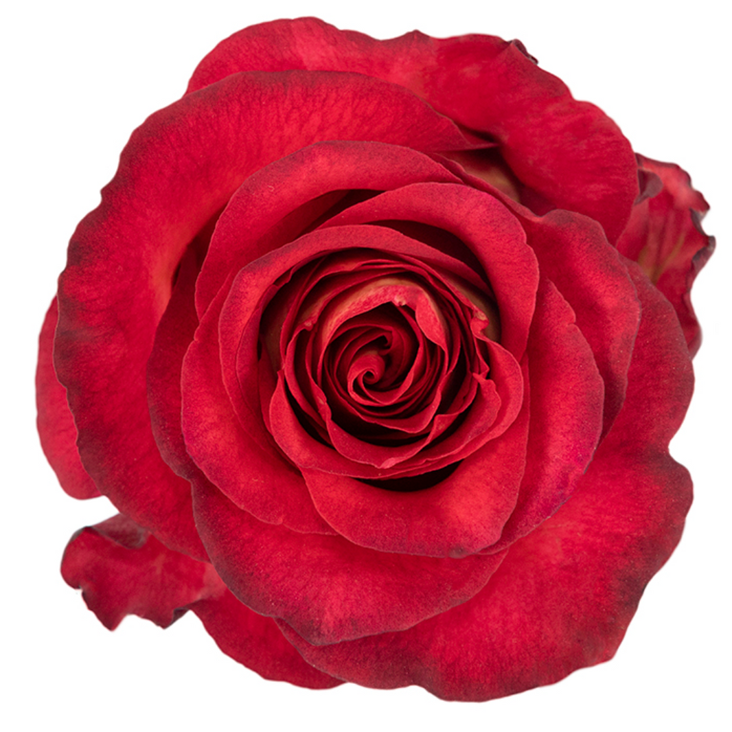 Ecuadorian Roses Starting @ 19.99 USD | Wholesale | Excellent Florists