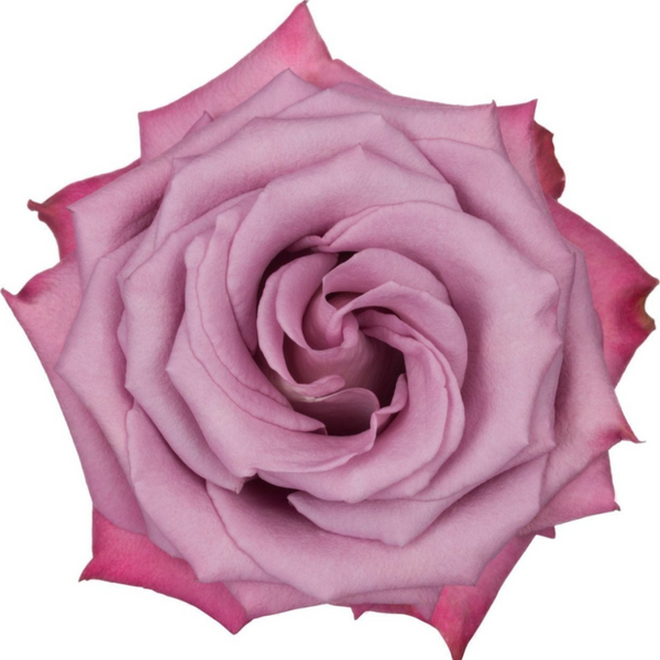 Moody Blues Rose I $ 24.99 * Bunch: 25 roses