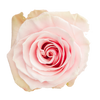 Pink Mondial Rose I $ 24.99 * Bunch: 25 roses