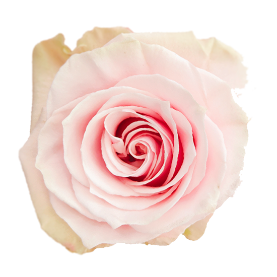 Pink Mondial Rose I $ 24.99 * Bunch: 25 roses