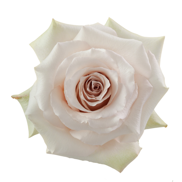 Quicksand Rose I $ 24.99 * Bunch: 25 roses