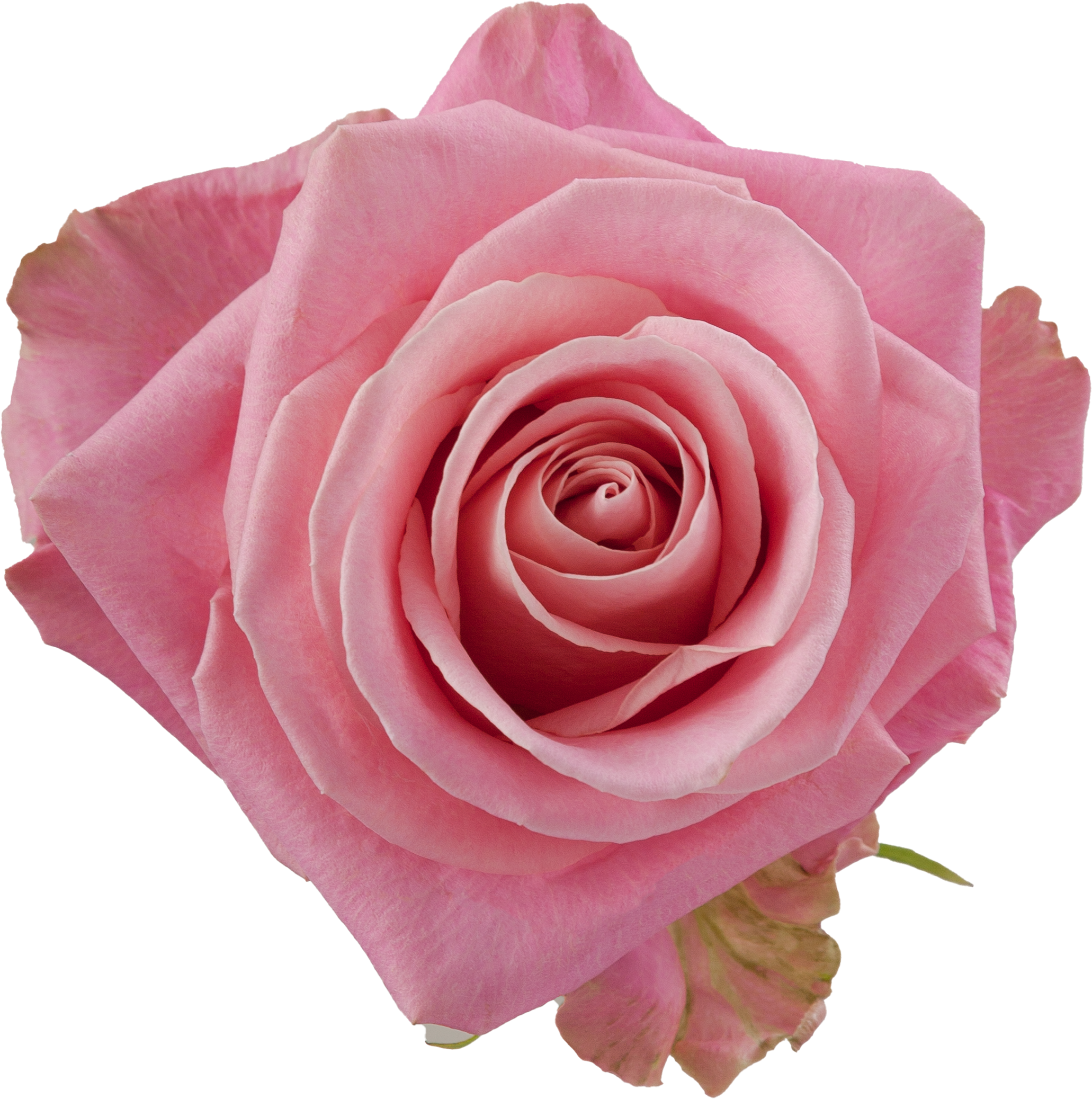 Hermosa Rose I $ 24.99 * Bunch: 25 roses