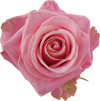 Hermosa Rose I $ 24.99 * Bunch: 25 roses