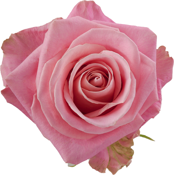 Hermosa Rose I $ 24.99 * Bunch: 25 roses