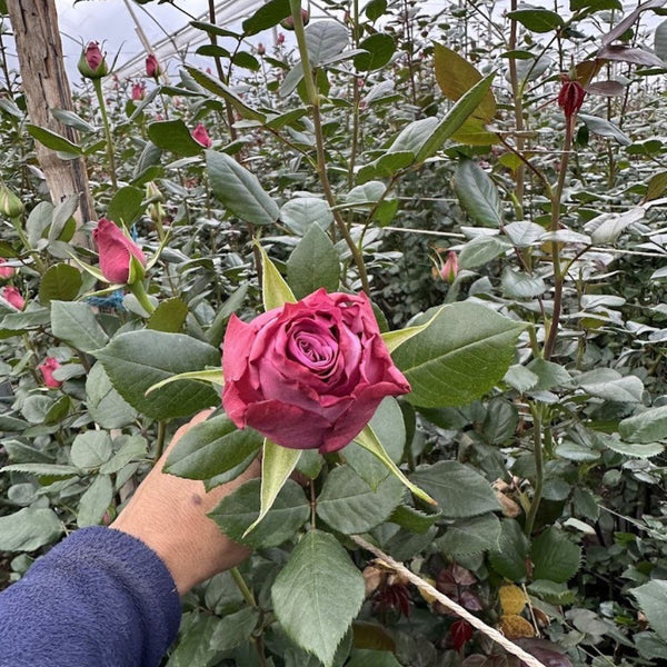 Curso: Ramo Buchón con Papel Coreano (75 Rosas)